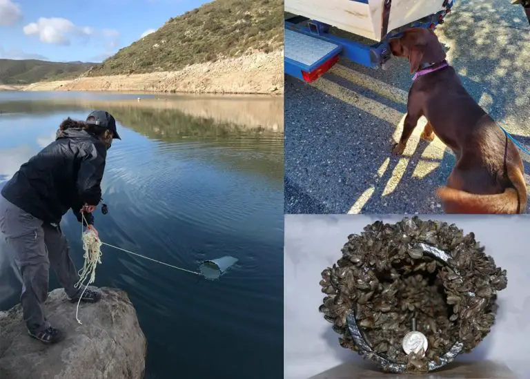 Quagga and Zebra Mussels Are Quietly Wrecking SoCal Waterways