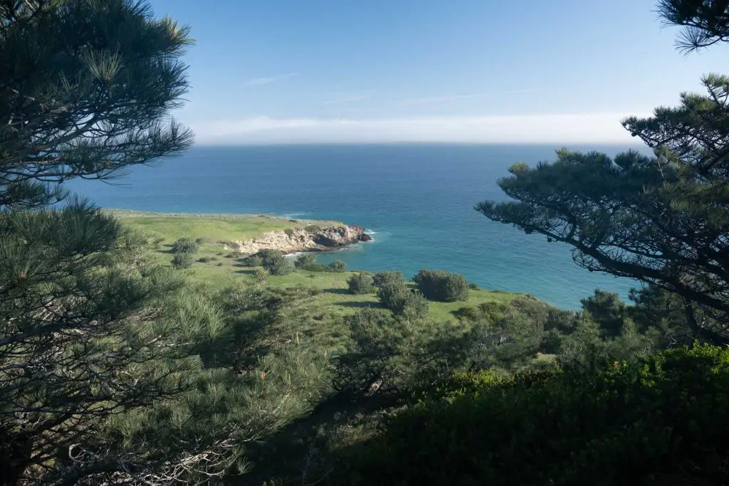 Santa Rosa Island Torrey Pines