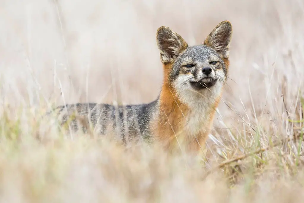Santa Rosa Island fox