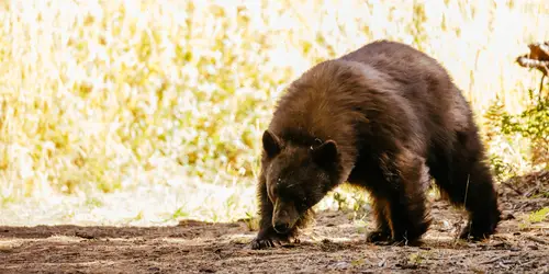 Hungry Bears, Thin Snowpack: What SoCal Backcountry Users Should Know This Season