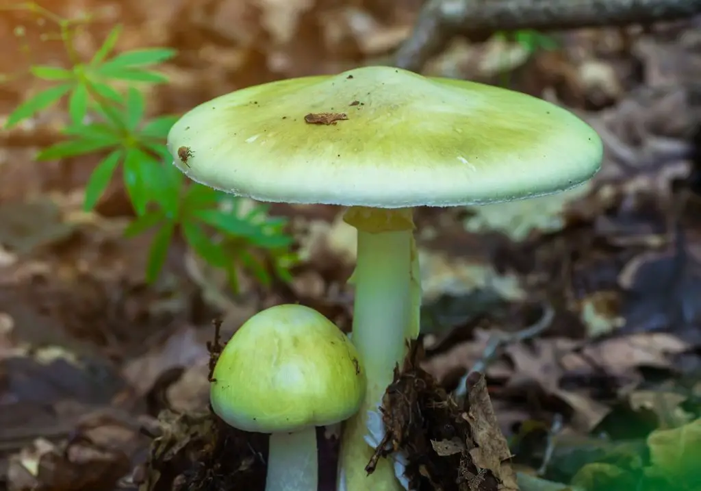 Poison mushroom